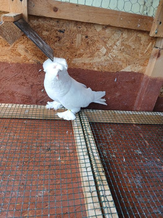 Porumbei tobosari germani