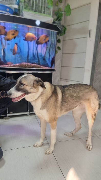 Девочка Люсси (помесь алабая)  ищет семью