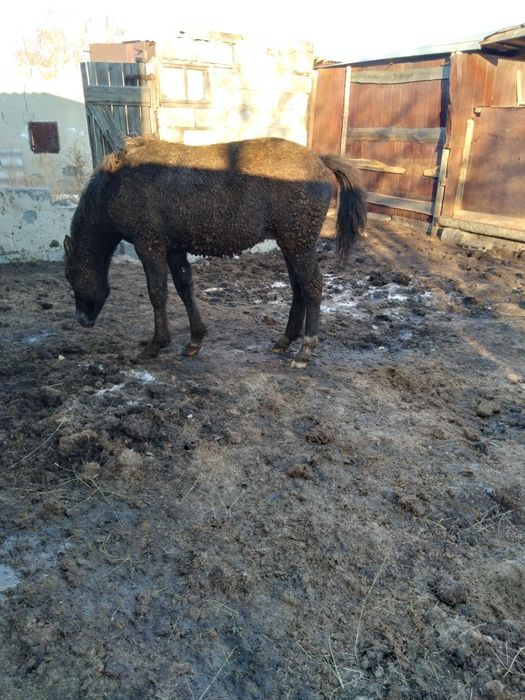 Продам лошадей с откорма