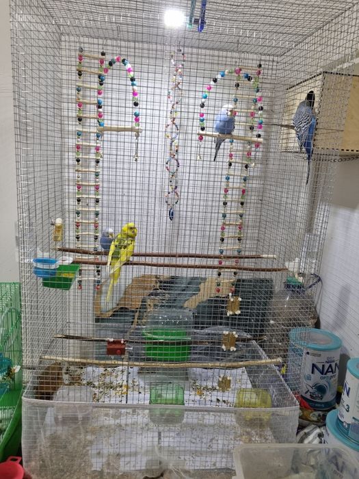 Волнистые  попугаи