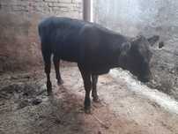 Vand vitea angus