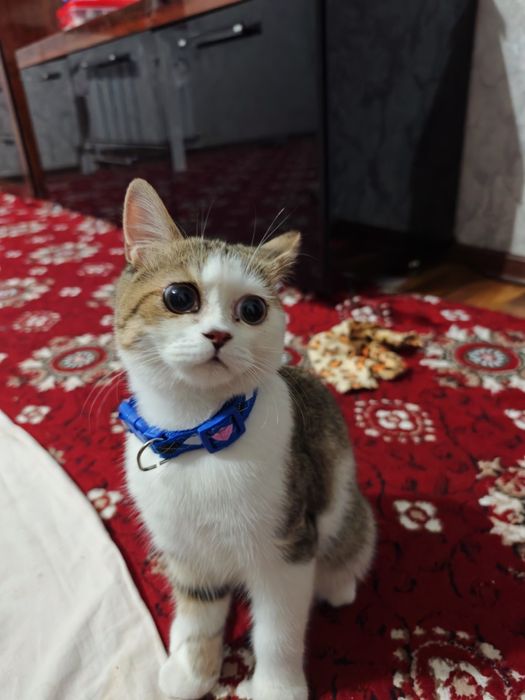 Мушук қўшиш учун