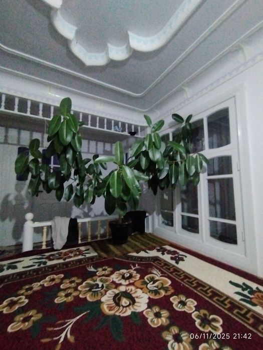 Fyukis ofis va katta zallarga juda mos keladi