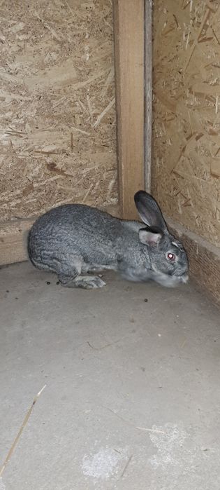 Iepuri masculi 8 luni