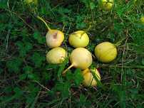 Pere bio pentru tuica