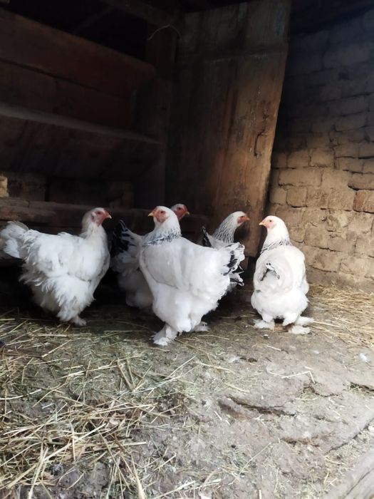 Куры породы брама