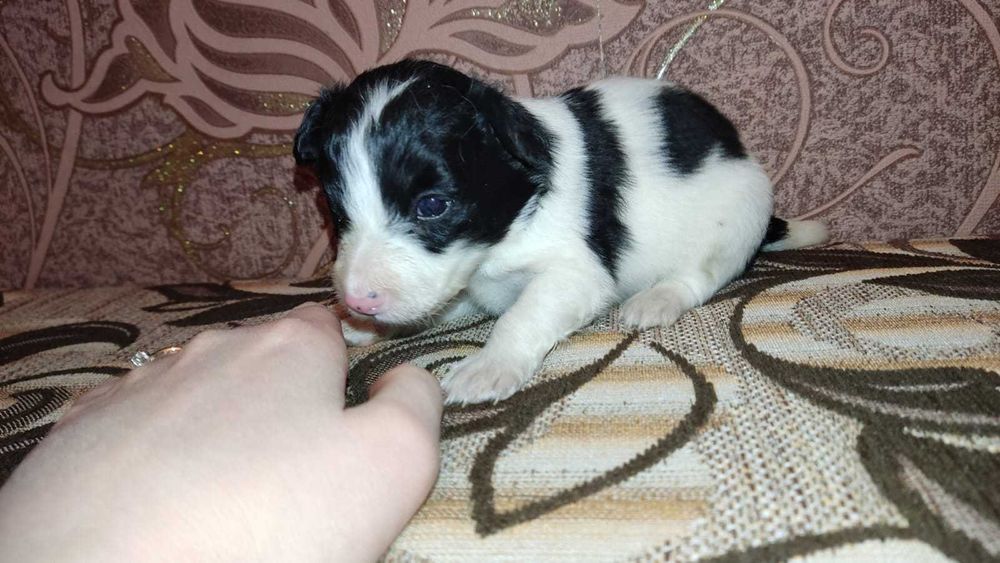 Щенок метис--Шпиц--Пудель.  Отдам в хорошие руки.