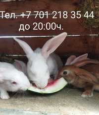 Продам кроликов мясной породы возраст от 1 до 3 мес . Цена от 1 500 тг