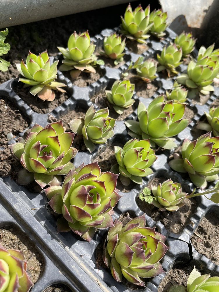 Sempervivum flori