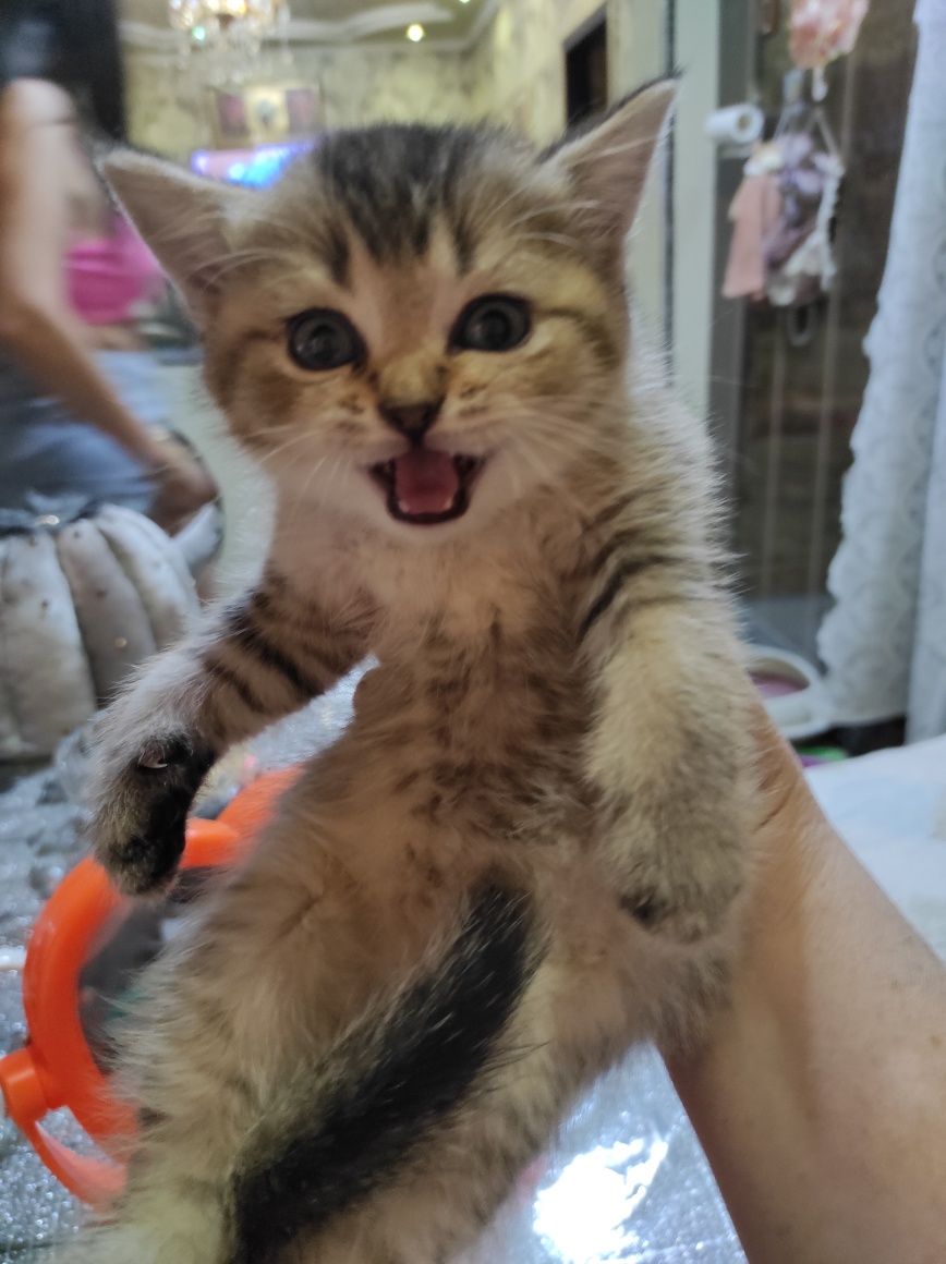Продаются породистые котята,4девочки и 1 мальчик!