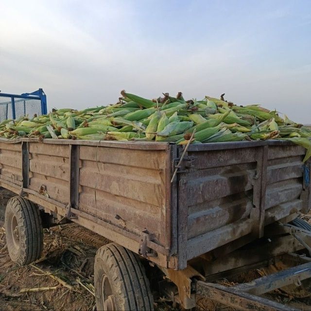 Makka sotasi pachatka bilan