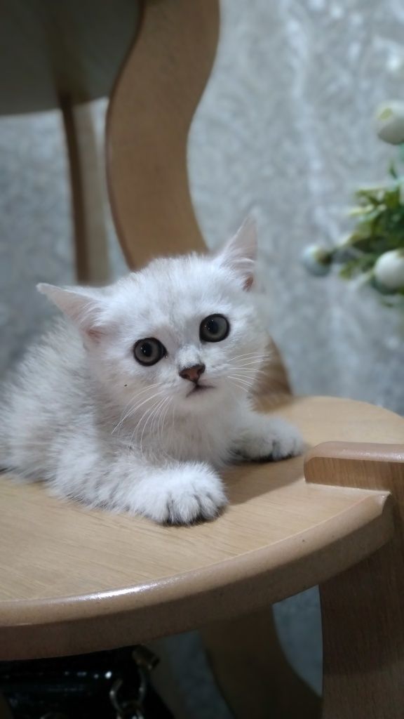 Серебристые Котята