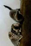 ,,british shorthair 6 saptamani