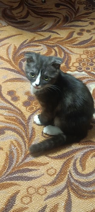 Кошка отдам даром срочно. У нас аллергия на кошек. Приходится отдавать