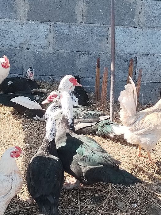 Продам семью индоуток