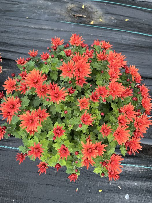 Crizanteme en gross .Comuna Unirea,Dolj.15 lei bucata