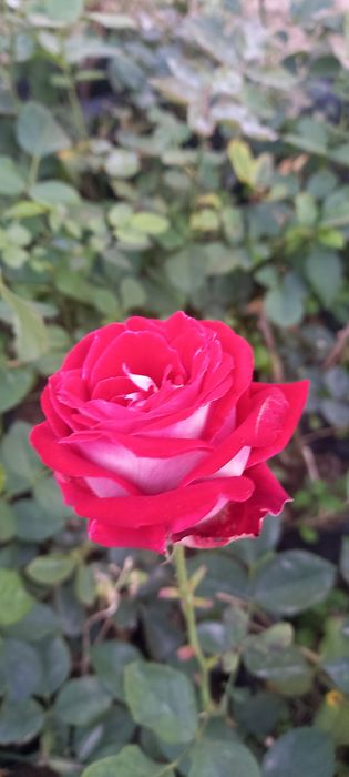 Optim gul kõchatlari