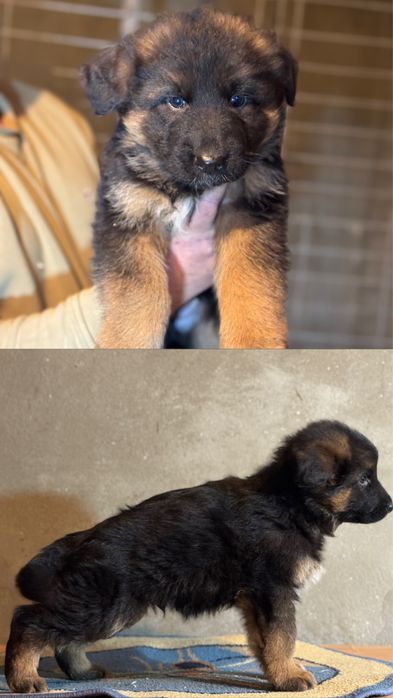 Pui Ciobanesc german