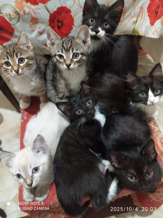 котята 2 месяца.