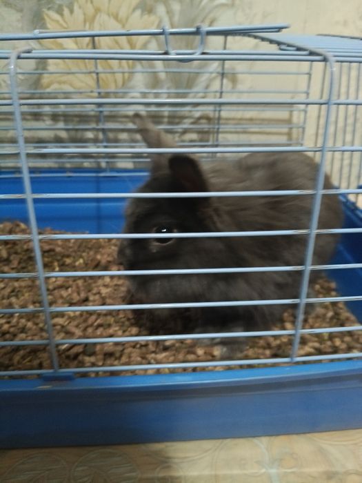 Продам декоративного кролика