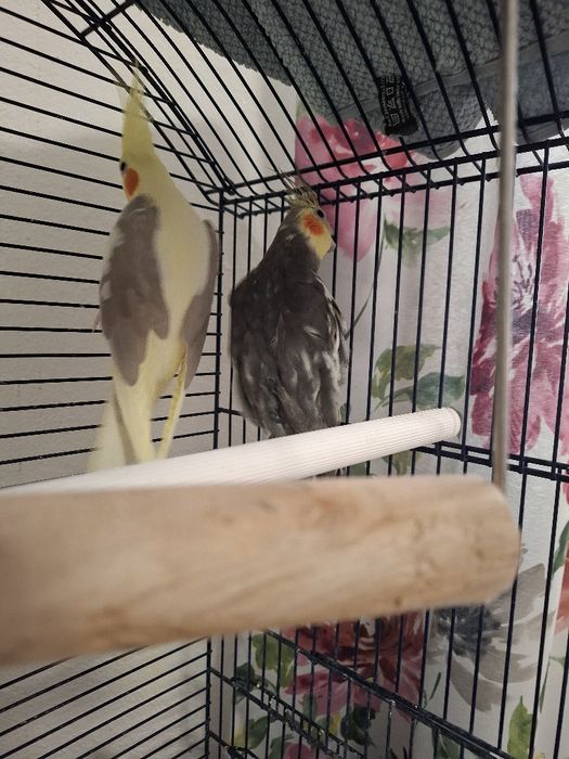 Vând Nimfa cu tot cu colivie . Colivie mare