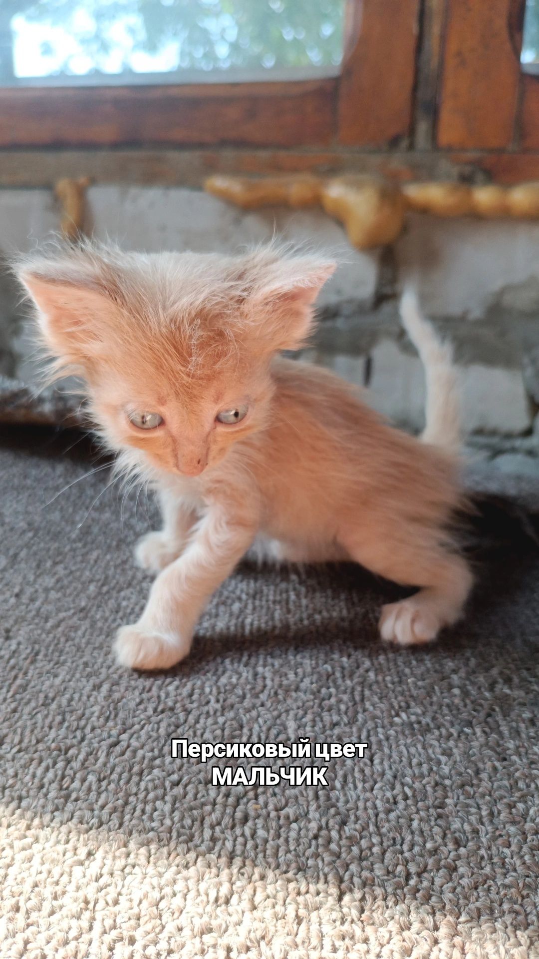 Отдам котят в хорошие руки