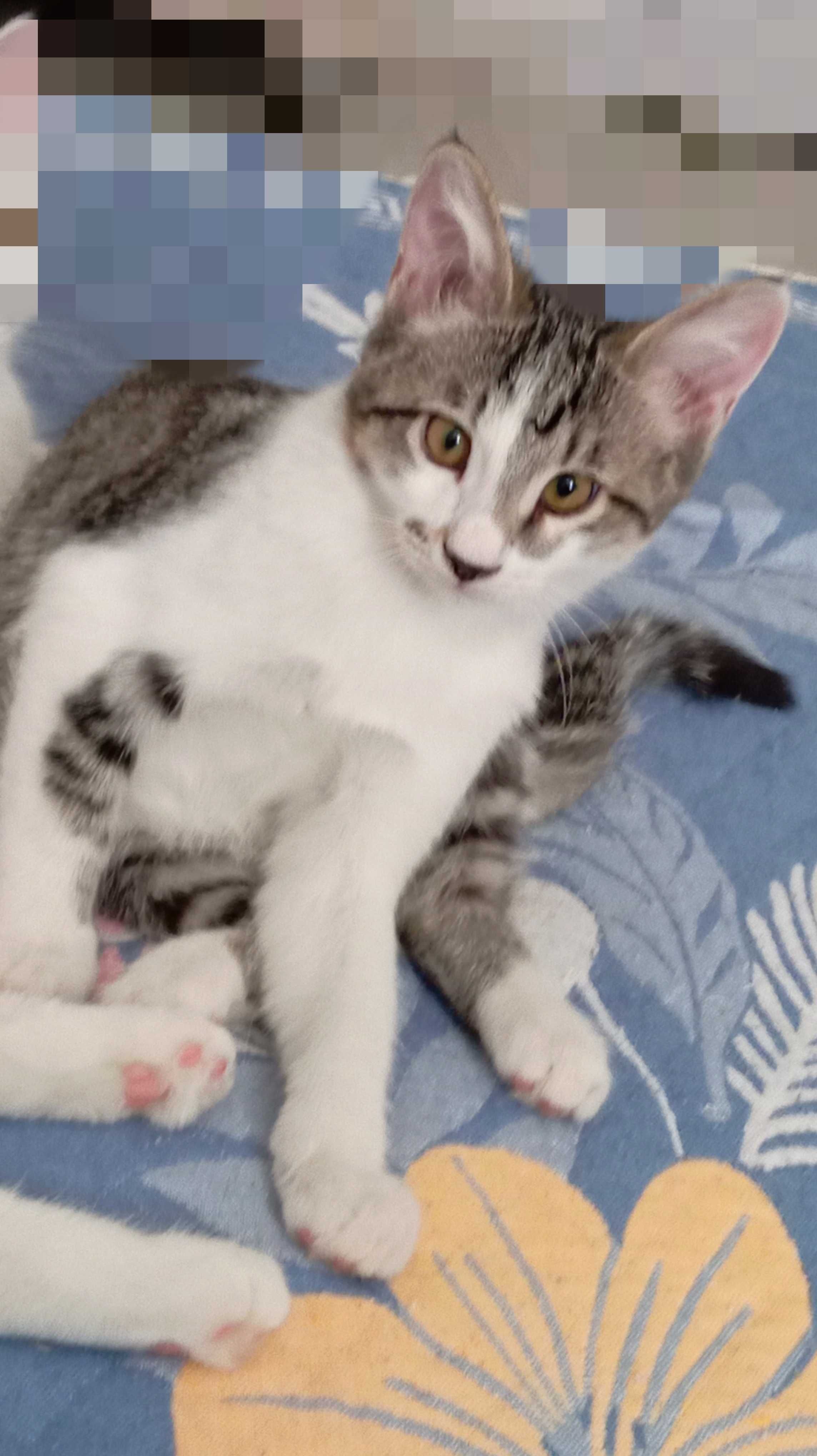 Котик Пушок, 3,5 месяца, лоток+