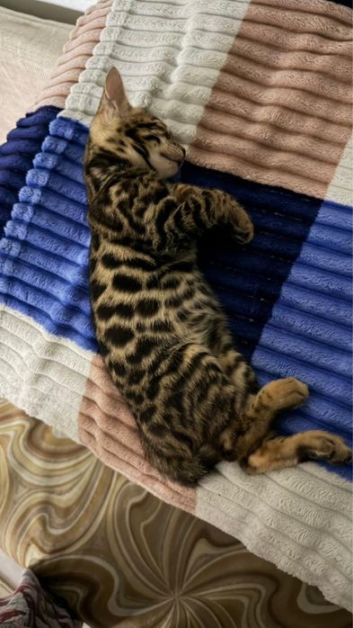 Продам чистокровного бенгальского котенка
