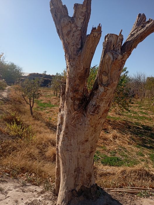 Gujum sotiladi kelishilgan narxda