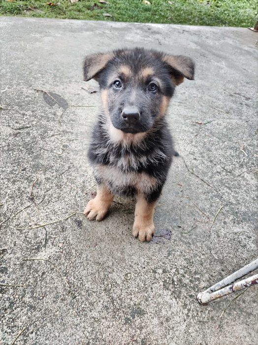 Femela ciobănesc german