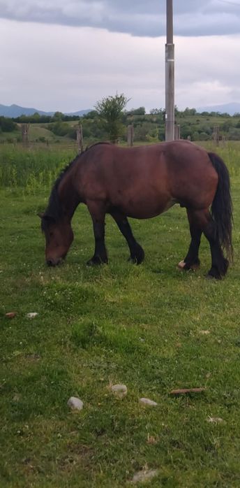 Mânze,Iepe fătate și gestante de vânzare