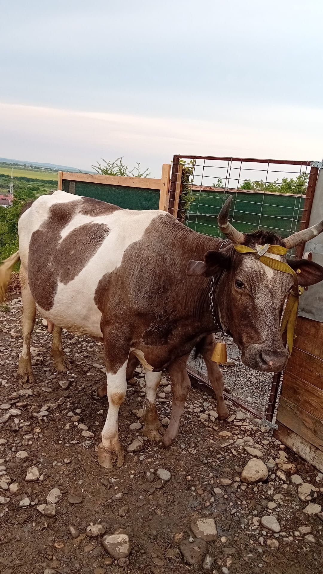 Vaci cu viței de vânzare