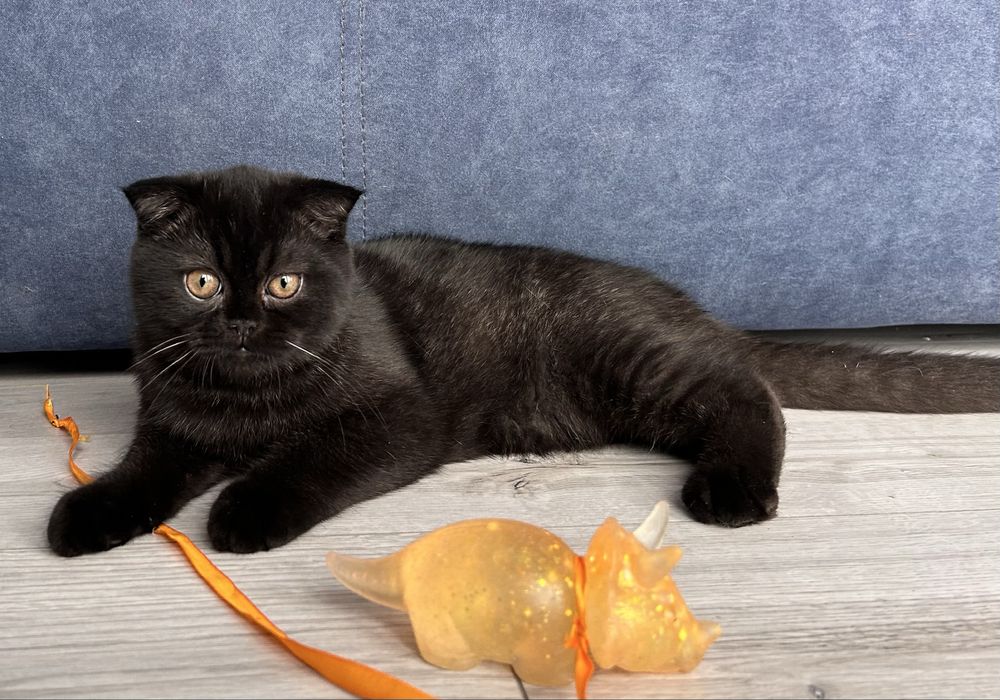 Pisoiaș de Elită, rasă pură Scottish Fold, cu Pedigree - poze reale
