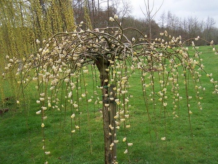 Плачеща върба (Salix caprea 'Kilmarnock')