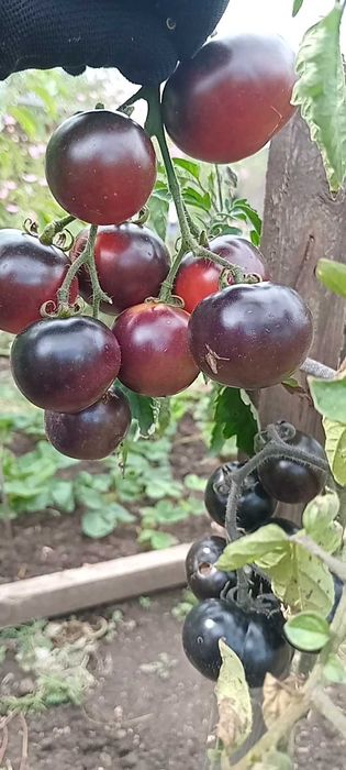 Продам семена томатов