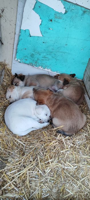 Donez 5 cățeluși adorabili – Județul Argeș 

Caut familii iubitoare