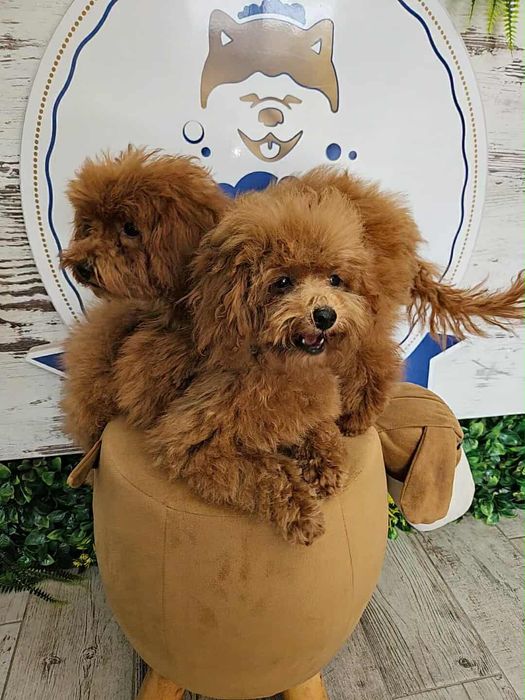 Той пудел Женски Toy poodle