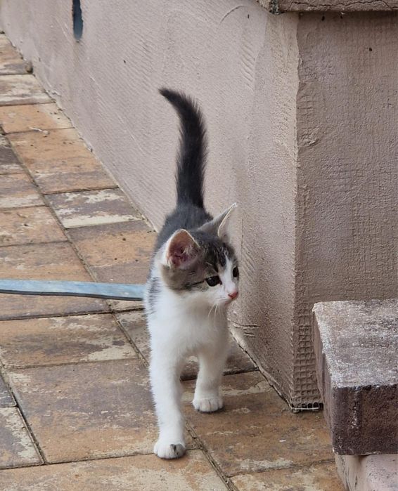Pisica spre adoptie