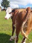 Vaca baltata gestanta