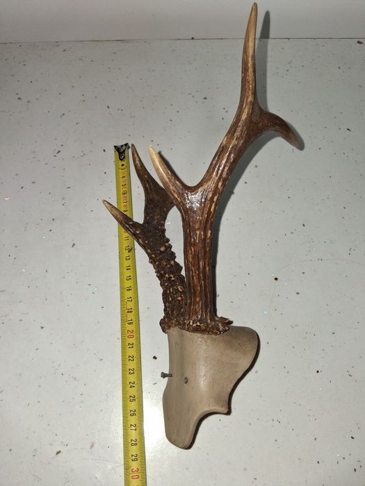 Trofeu Coarne caprior