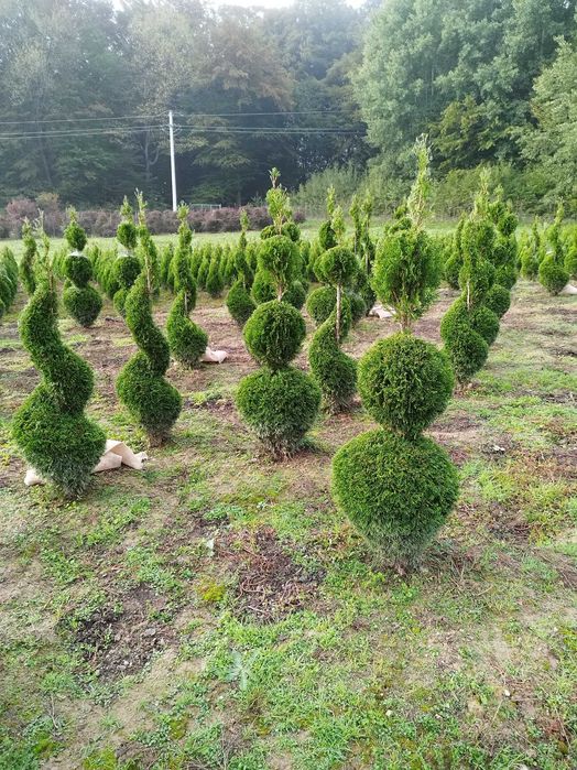 Tuia smaragd direct dela producător