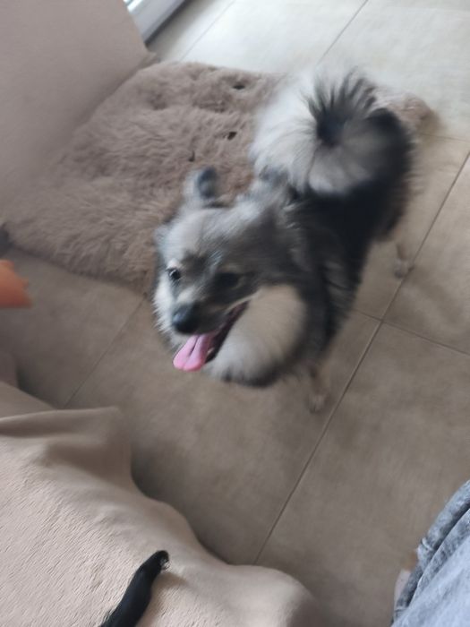 Мъжки Померан шпиц