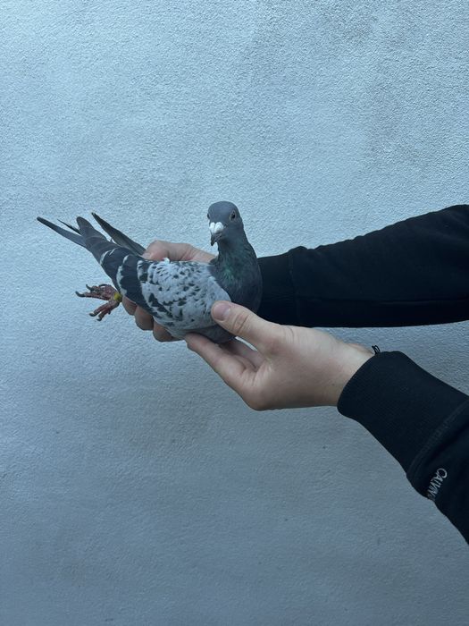 Femelă Matcă 2024 Originalilate Ivan & Bogdan