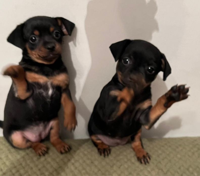 Продам щенят той терьева