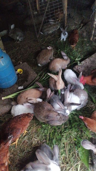 Iepuri de vânzare, schimb pe cereale  INCHID FERMA, VÂND TOT IEFTIN