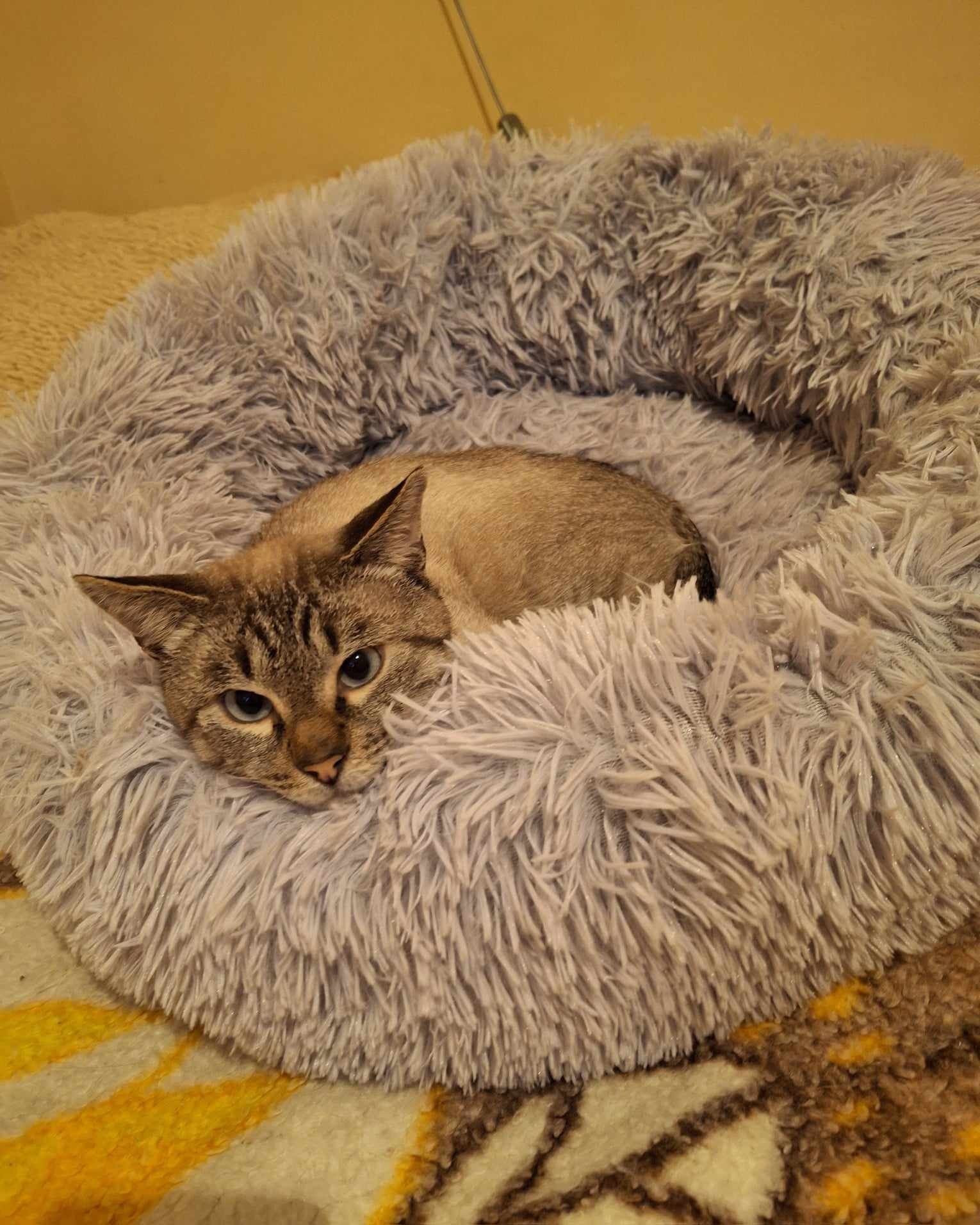 Кроткият кастриран Лазар на 1,5 г търси дом