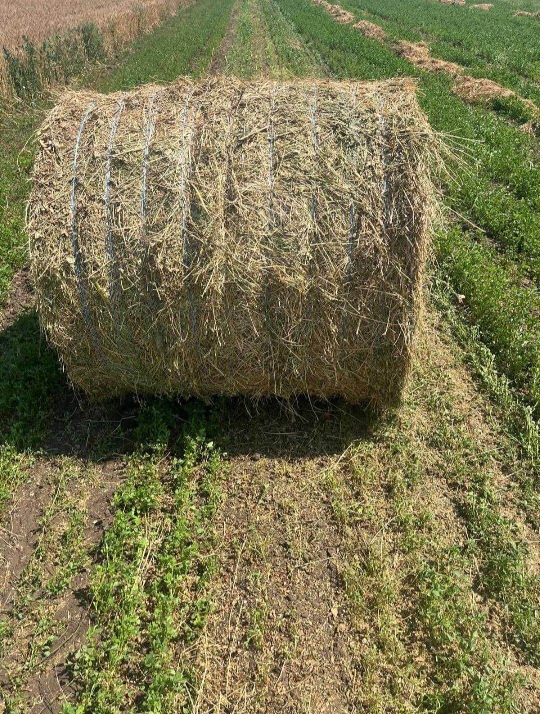 Vând Baloți lucernă
