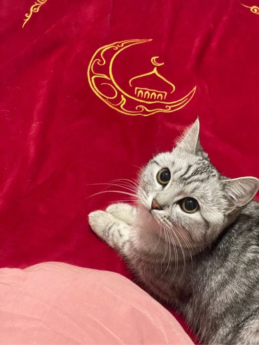 Шотландский прямоухий кошка