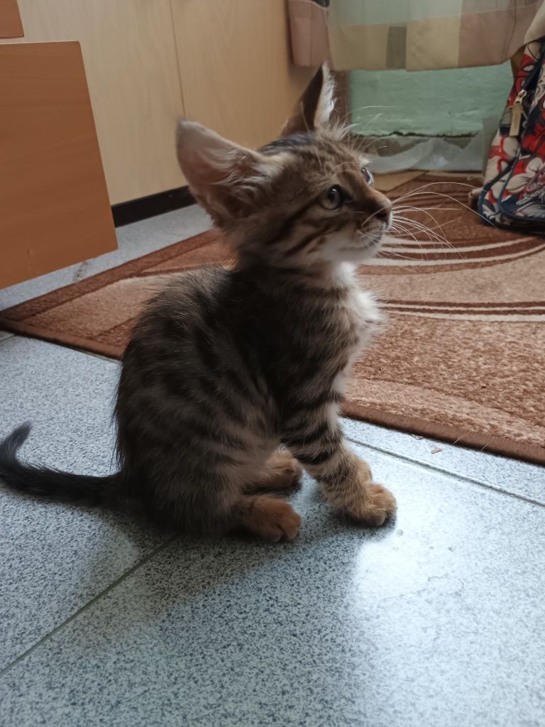 Малко котенце момченце