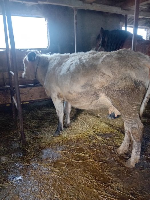 Vaca o  junica și un taur de vanzare